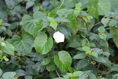 Ipomoea violacea